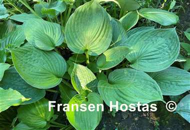 Hosta Second Wind